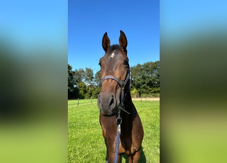 Caballo de deporte alemán, Caballo castrado, 3 años, 170 cm, Castaño