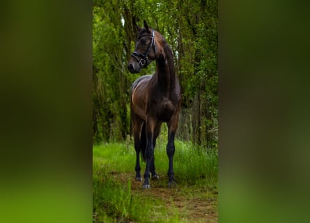 Caballo de deporte alemán, Caballo castrado, 3 años, 170 cm, Castaño oscuro