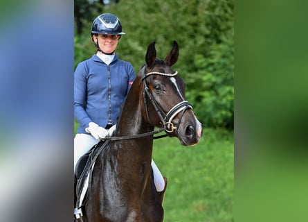 Caballo de deporte alemán, Caballo castrado, 3 años, 170 cm, Castaño oscuro