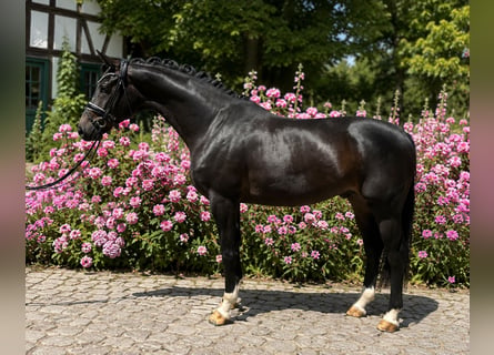 Caballo de deporte alemán, Caballo castrado, 3 años, 170 cm, Morcillo