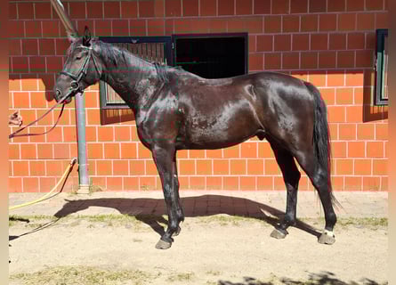 Caballo de deporte alemán, Caballo castrado, 3 años, 170 cm, Negro
