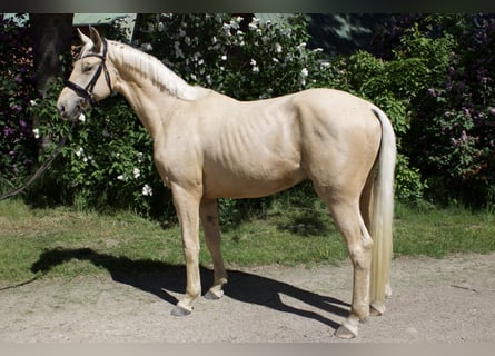 Caballo de deporte alemán, Caballo castrado, 3 años, 170 cm, Palomino