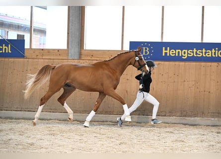 Caballo de deporte alemán, Caballo castrado, 3 años, 171 cm, Alazán