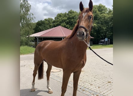 Caballo de deporte alemán, Caballo castrado, 3 años, 171 cm, Alazán