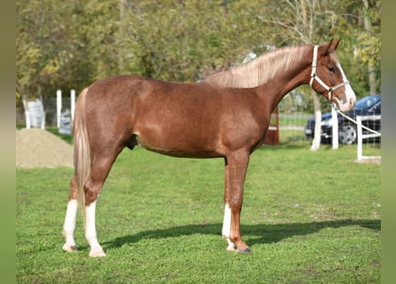 Caballo de deporte alemán, Caballo castrado, 3 años, 174 cm, Castaño claro