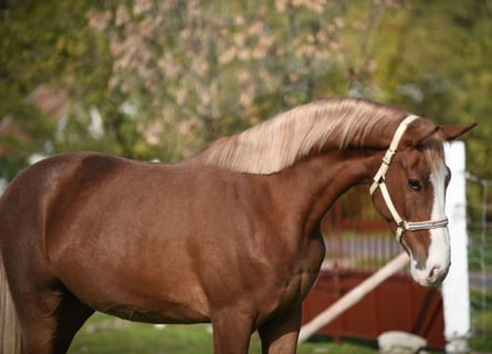 Caballo de deporte alemán, Caballo castrado, 3 años, 174 cm, Castaño claro