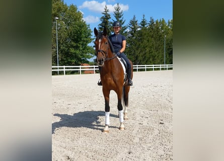 Caballo de deporte alemán, Caballo castrado, 3 años, 180 cm, Castaño