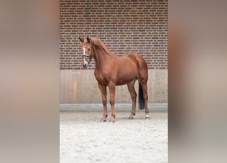 Caballo de deporte alemán, Caballo castrado, 4 años, 160 cm, Alazán