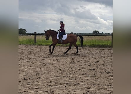 Caballo de deporte alemán, Caballo castrado, 4 años, 160 cm, Castaño