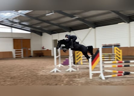 Caballo de deporte alemán, Caballo castrado, 4 años, 160 cm, Morcillo