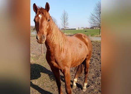 Caballo de deporte alemán, Caballo castrado, 4 años, 162 cm, Alazán