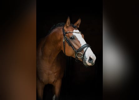 Caballo de deporte alemán, Caballo castrado, 4 años, 162 cm, Castaño