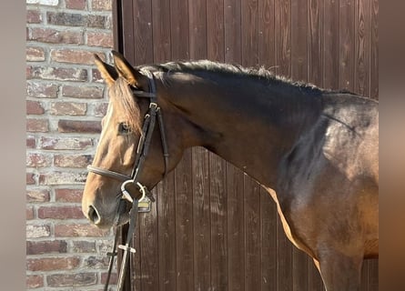 Caballo de deporte alemán, Caballo castrado, 4 años, 162 cm, Castaño oscuro