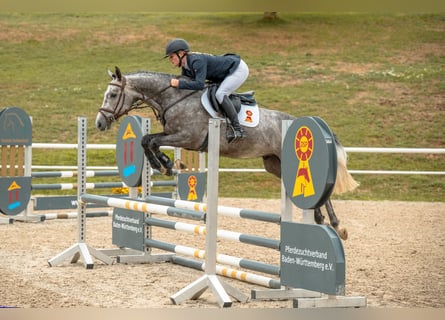 Caballo de deporte alemán, Caballo castrado, 4 años, 162 cm, Tordo