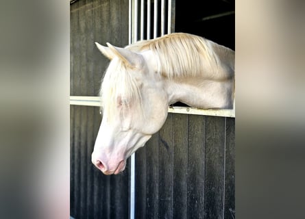 Caballo de deporte alemán, Caballo castrado, 4 años, 163 cm, Cremello