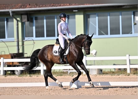 Caballo de deporte alemán, Caballo castrado, 4 años, 163 cm, Morcillo