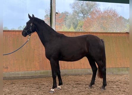 Caballo de deporte alemán, Caballo castrado, 4 años, 163 cm, Negro