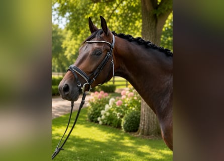 Caballo de deporte alemán, Caballo castrado, 4 años, 164 cm, Castaño