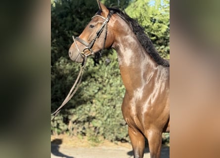 Caballo de deporte alemán, Caballo castrado, 4 años, 164 cm, Castaño oscuro