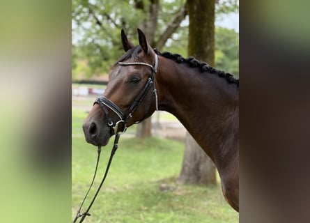 Caballo de deporte alemán, Caballo castrado, 4 años, 164 cm, Castaño oscuro