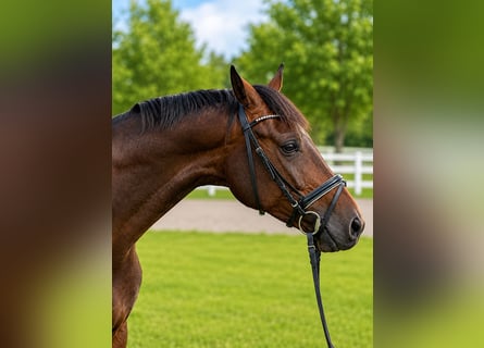 Caballo de deporte alemán, Caballo castrado, 4 años, 164 cm, Castaño oscuro