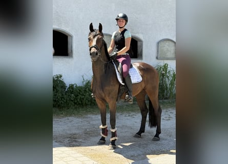 Caballo de deporte alemán, Caballo castrado, 4 años, 164 cm, Castaño oscuro