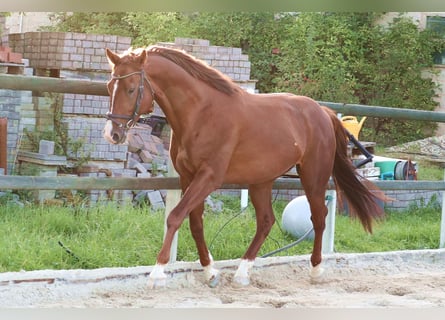 Caballo de deporte alemán, Caballo castrado, 4 años, 165 cm, Alazán