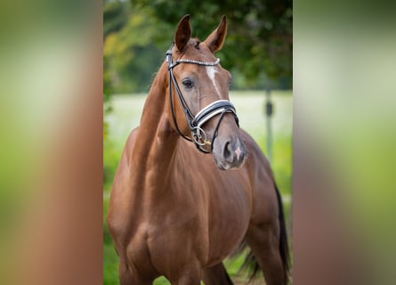 Caballo de deporte alemán, Caballo castrado, 4 años, 165 cm, Alazán-tostado