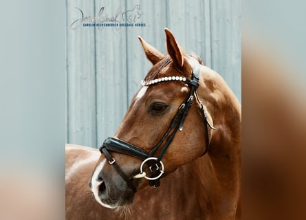Caballo de deporte alemán, Caballo castrado, 4 años, 165 cm, Alazán-tostado
