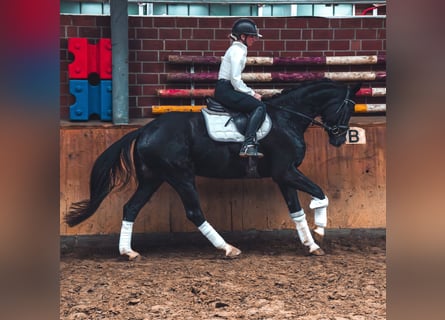 Caballo de deporte alemán, Caballo castrado, 4 años, 165 cm