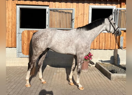 Caballo de deporte alemán, Caballo castrado, 4 años, 165 cm