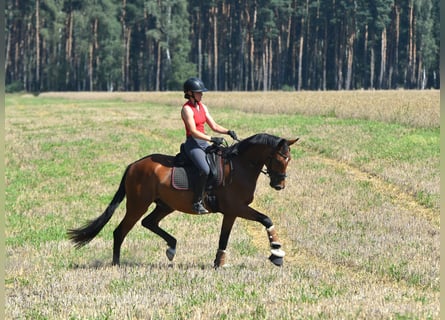 Caballo de deporte alemán, Caballo castrado, 4 años, 165 cm, Castaño