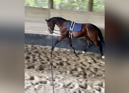 Caballo de deporte alemán, Caballo castrado, 4 años, 165 cm, Castaño