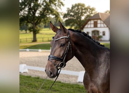 Caballo de deporte alemán, Caballo castrado, 4 años, 165 cm, Castaño oscuro