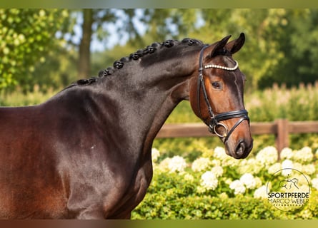 Caballo de deporte alemán, Caballo castrado, 4 años, 165 cm, Castaño oscuro
