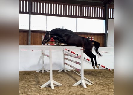 Caballo de deporte alemán, Caballo castrado, 4 años, 165 cm, Castaño oscuro