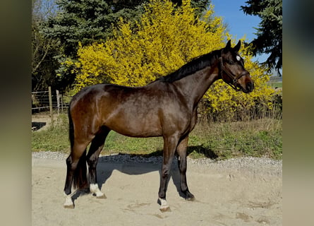 Caballo de deporte alemán, Caballo castrado, 4 años, 165 cm, Morcillo