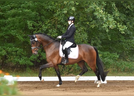Caballo de deporte alemán, Caballo castrado, 4 años, 166 cm