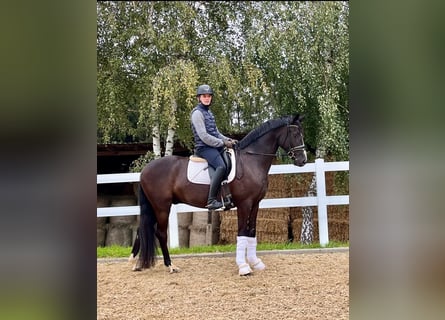 Caballo de deporte alemán, Caballo castrado, 4 años, 166 cm, Negro