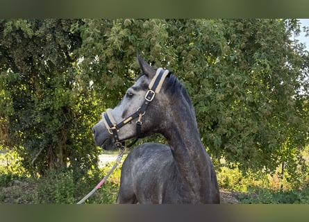 Caballo de deporte alemán, Caballo castrado, 4 años, 166 cm, Tordo