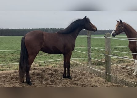 Caballo de deporte alemán, Caballo castrado, 4 años, 167 cm, Castaño