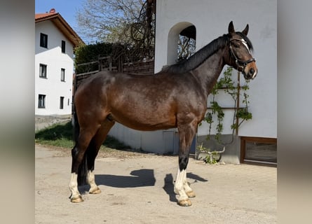 Caballo de deporte alemán, Caballo castrado, 4 años, 167 cm, Castaño oscuro