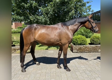 Caballo de deporte alemán, Caballo castrado, 4 años, 167 cm, Castaño oscuro