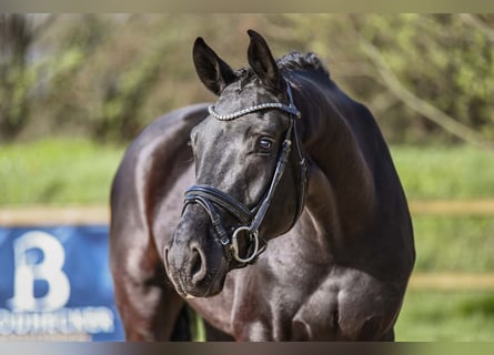 Caballo de deporte alemán, Caballo castrado, 4 años, 167 cm, Negro