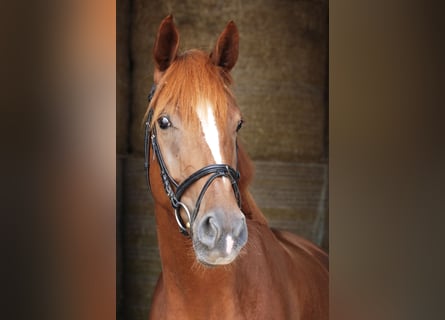 Caballo de deporte alemán, Caballo castrado, 4 años, 168 cm, Alazán