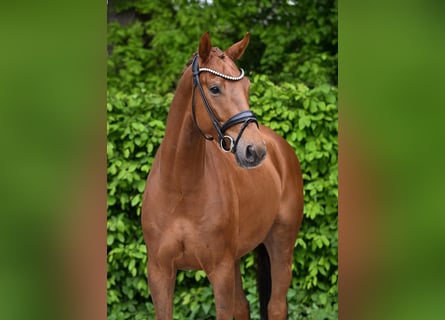 Caballo de deporte alemán, Caballo castrado, 4 años, 168 cm, Alazán