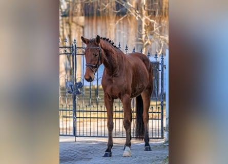 Caballo de deporte alemán, Caballo castrado, 4 años, 168 cm, Castaño