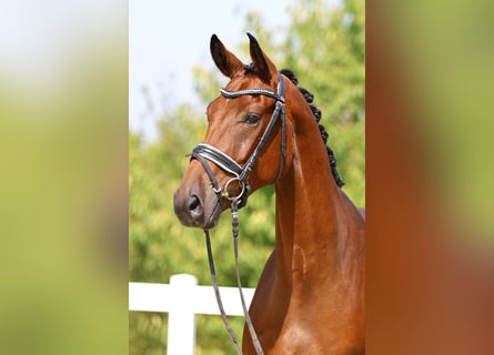 Caballo de deporte alemán, Caballo castrado, 4 años, 168 cm, Castaño