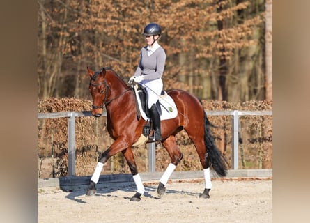 Caballo de deporte alemán, Caballo castrado, 4 años, 168 cm, Castaño