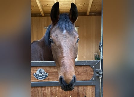 Caballo de deporte alemán, Caballo castrado, 4 años, 168 cm, Castaño